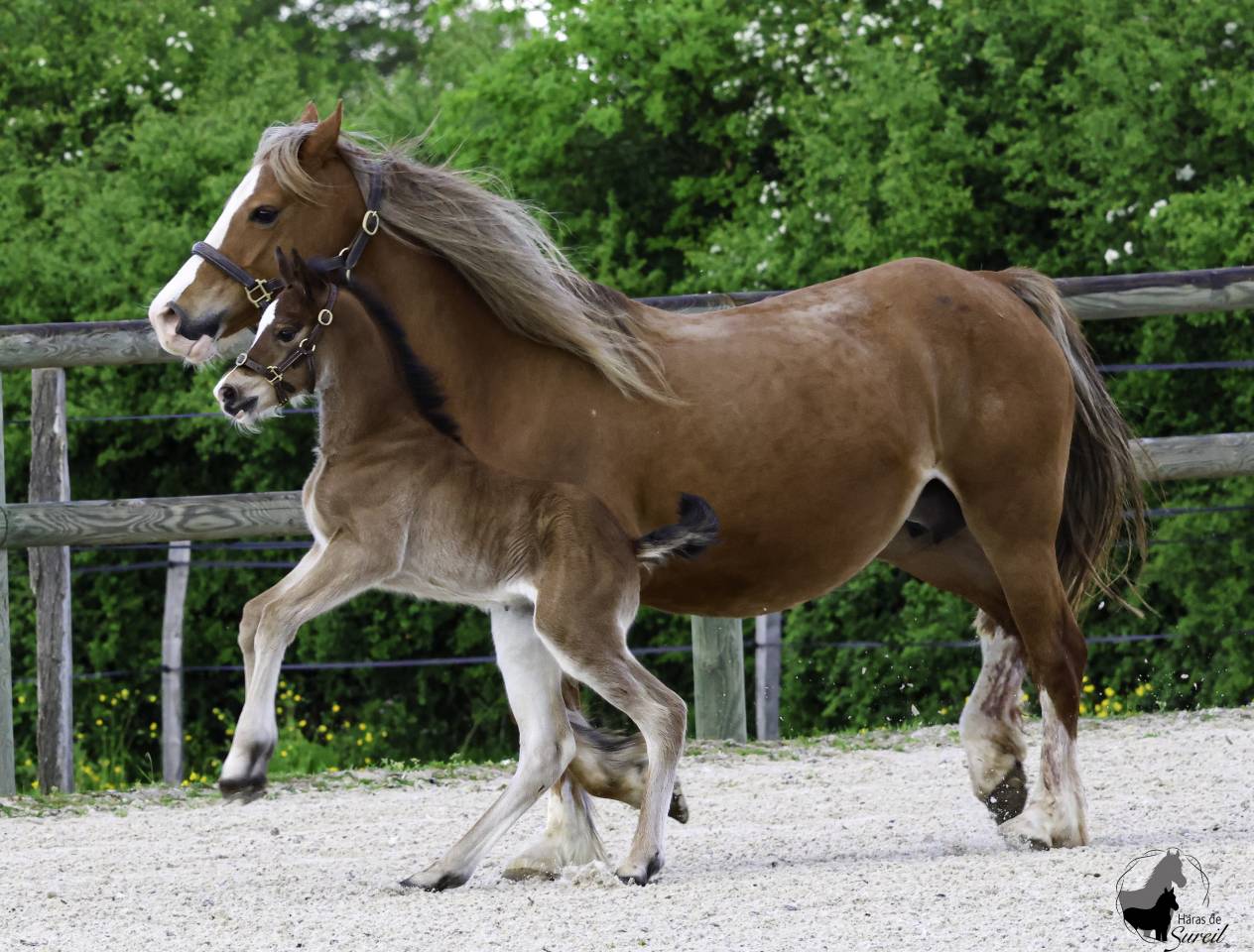 Superbe pouliche Welsh Cob baie 2025