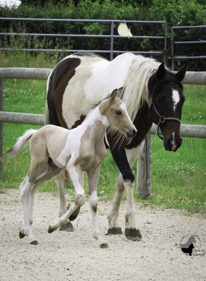 Superbe mâle Welsh Part Bred pie isabelle 2025