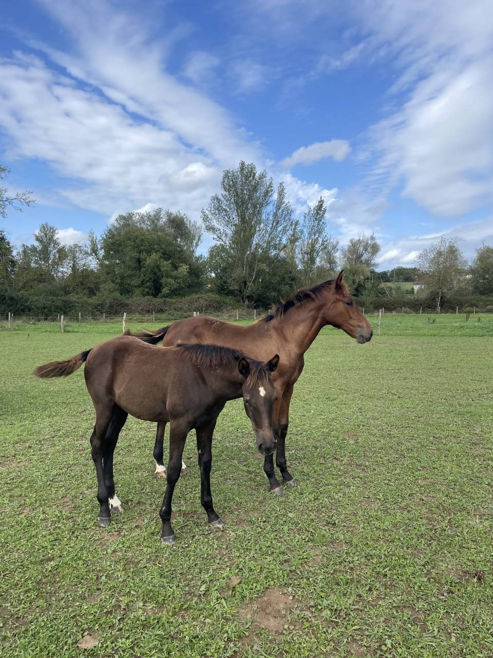 Pouliche Demi sang arabe