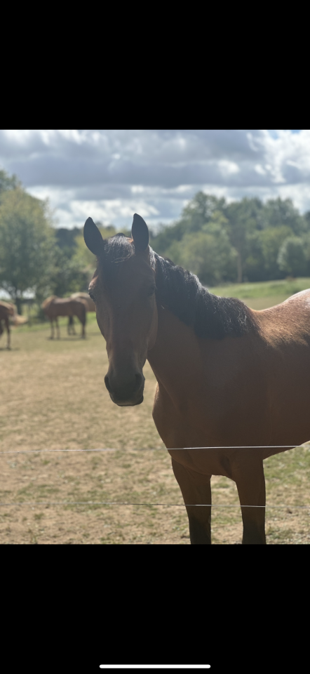 Cheval à vendre Naos Gede 