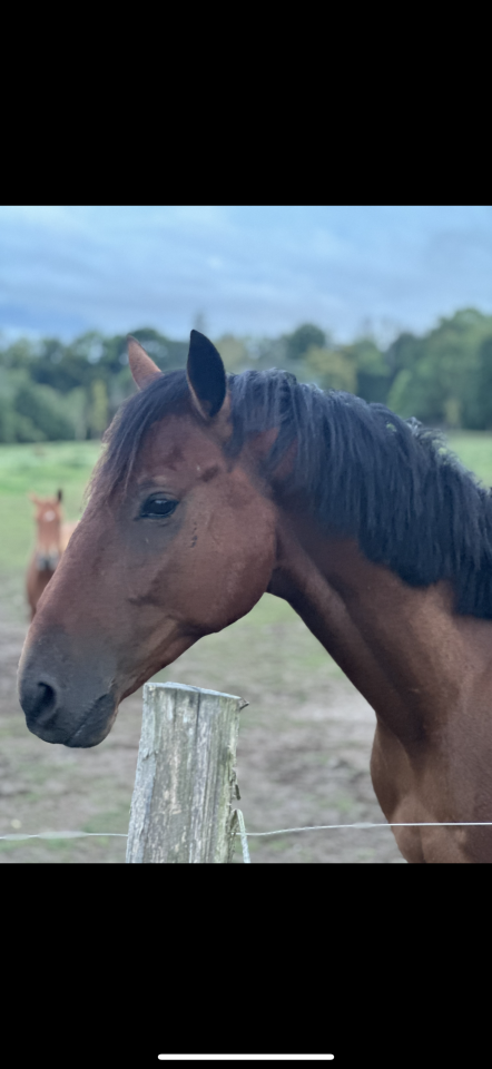 Cheval à vendre Naos Gede 