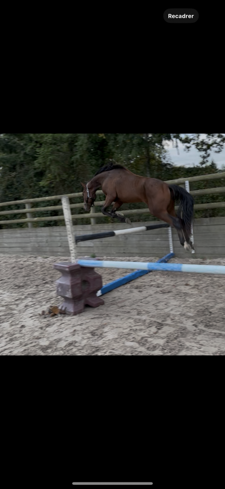 Cheval à vendre Naos Gede 