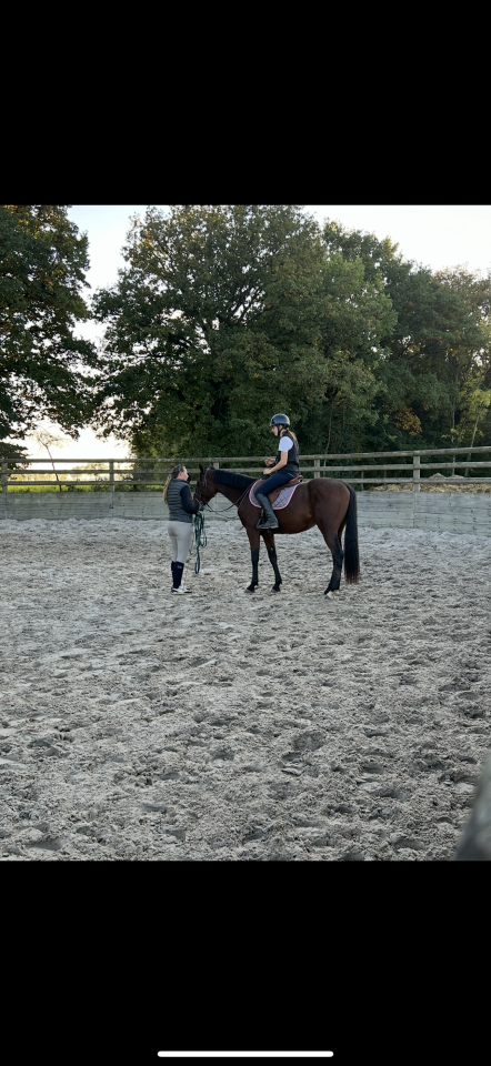 Cheval à vendre Naos Gede 