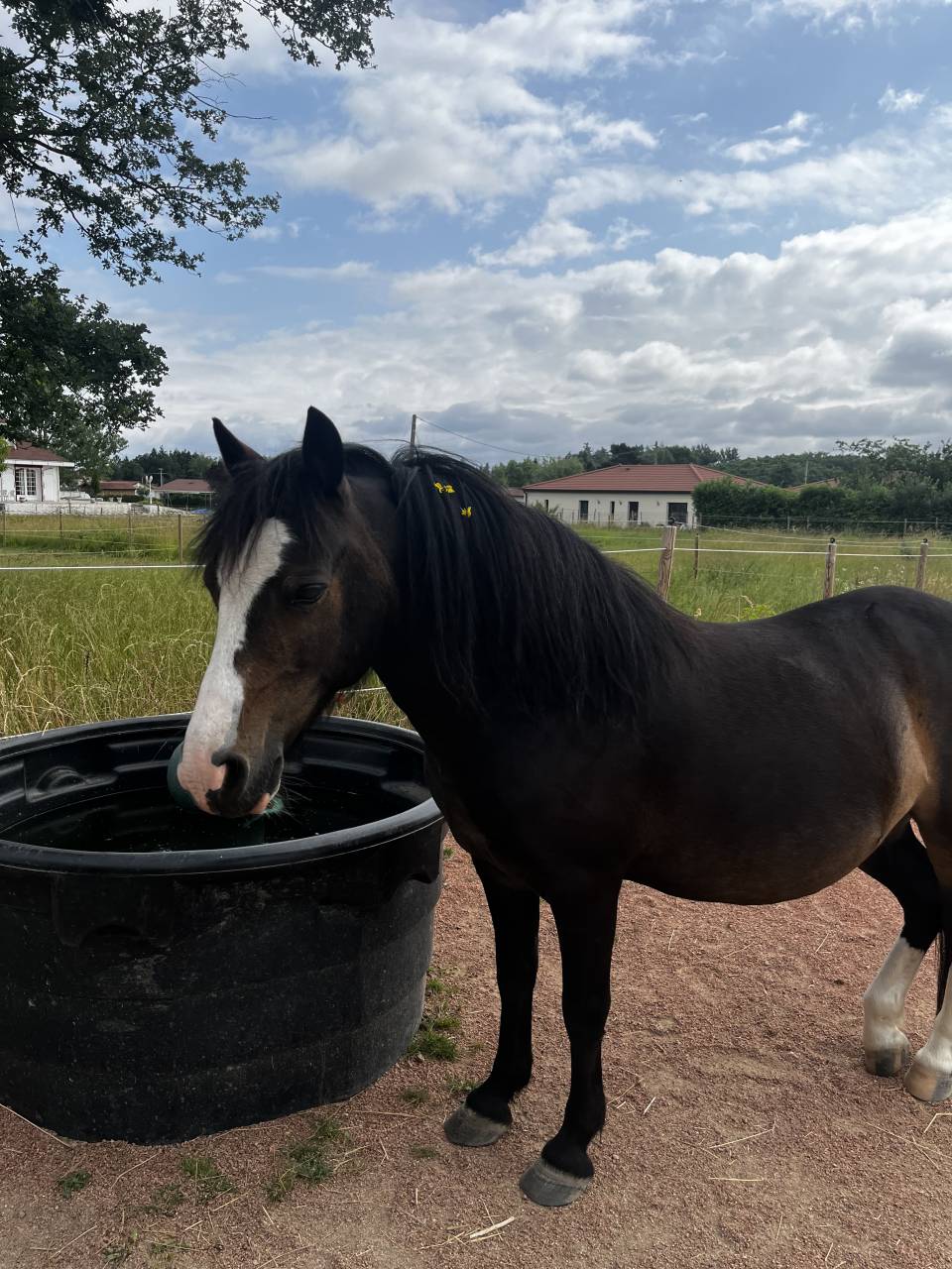 Poney Welsh Moutain Pony