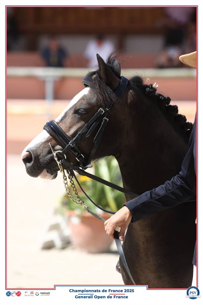 Poney Welsh Moutain Pony