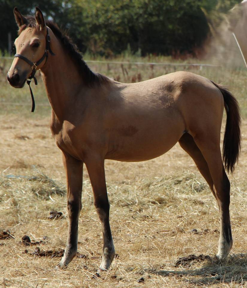 Pouliche SF isabelle