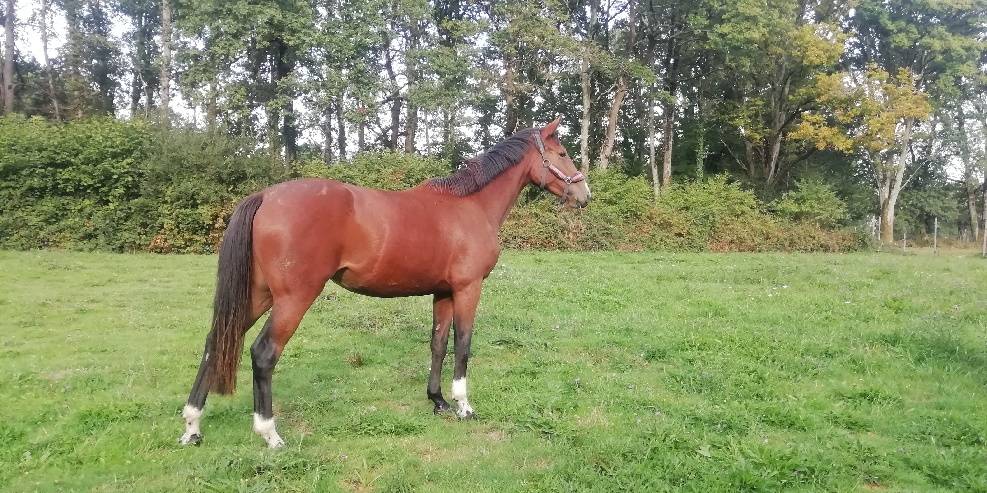 Jument par Good Pleasure Semilly