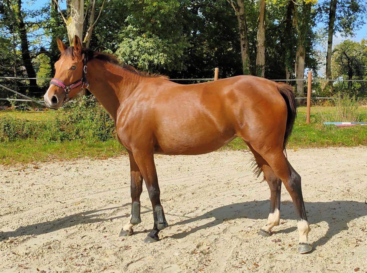 Jument par Good Pleasure Semilly