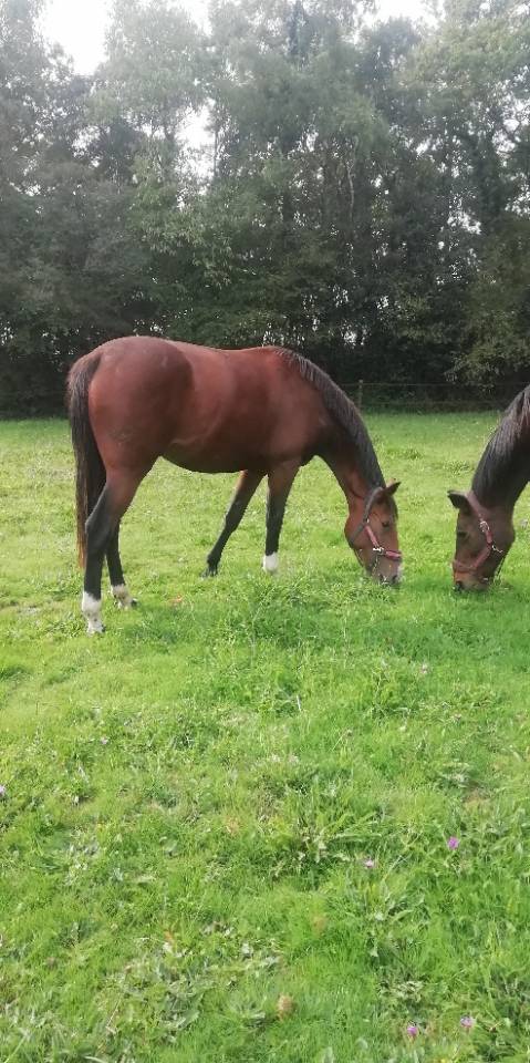 Jument par Good Pleasure Semilly