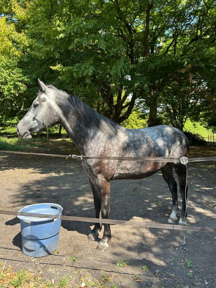 Superbe hongre de 5 ans, ideal Hunter/CSO