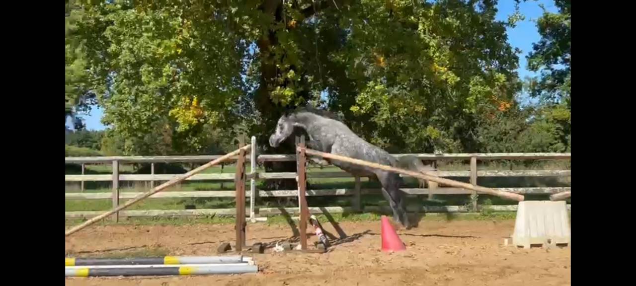 Superbe hongre de 5 ans, ideal Hunter/CSO