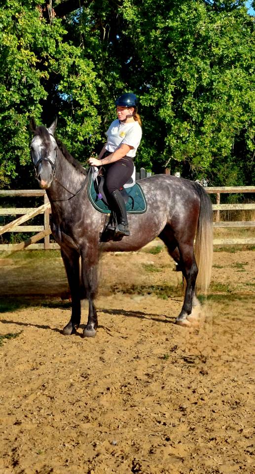 Superbe hongre de 5 ans, ideal Hunter/CSO