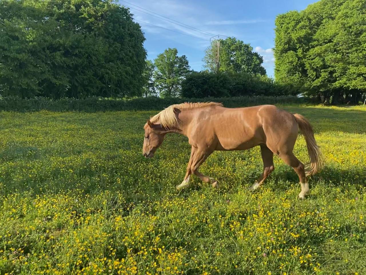 Paint horse PP