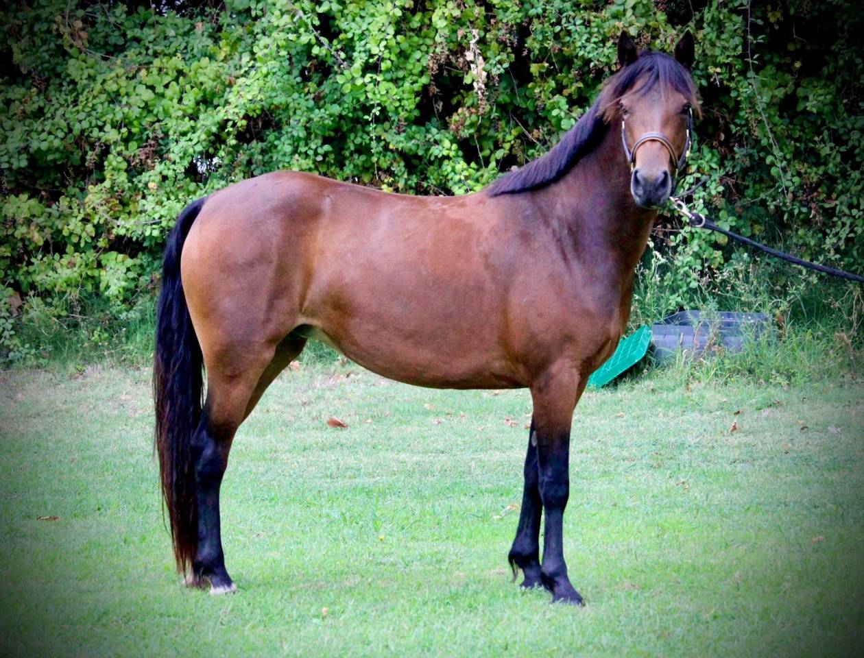 PONETTE 5 ANS
