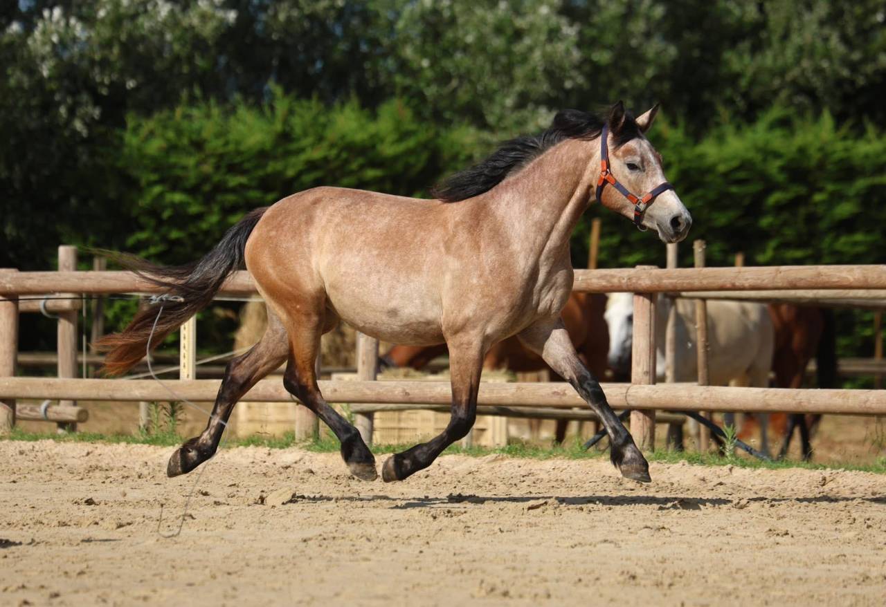 POULICHE 2 ANS PREND 3 EN 2026