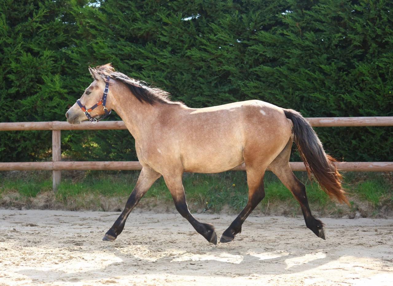 POULICHE 2 ANS PREND 3 EN 2026