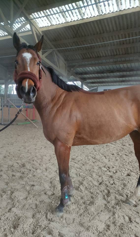 Vends poulinière pleine