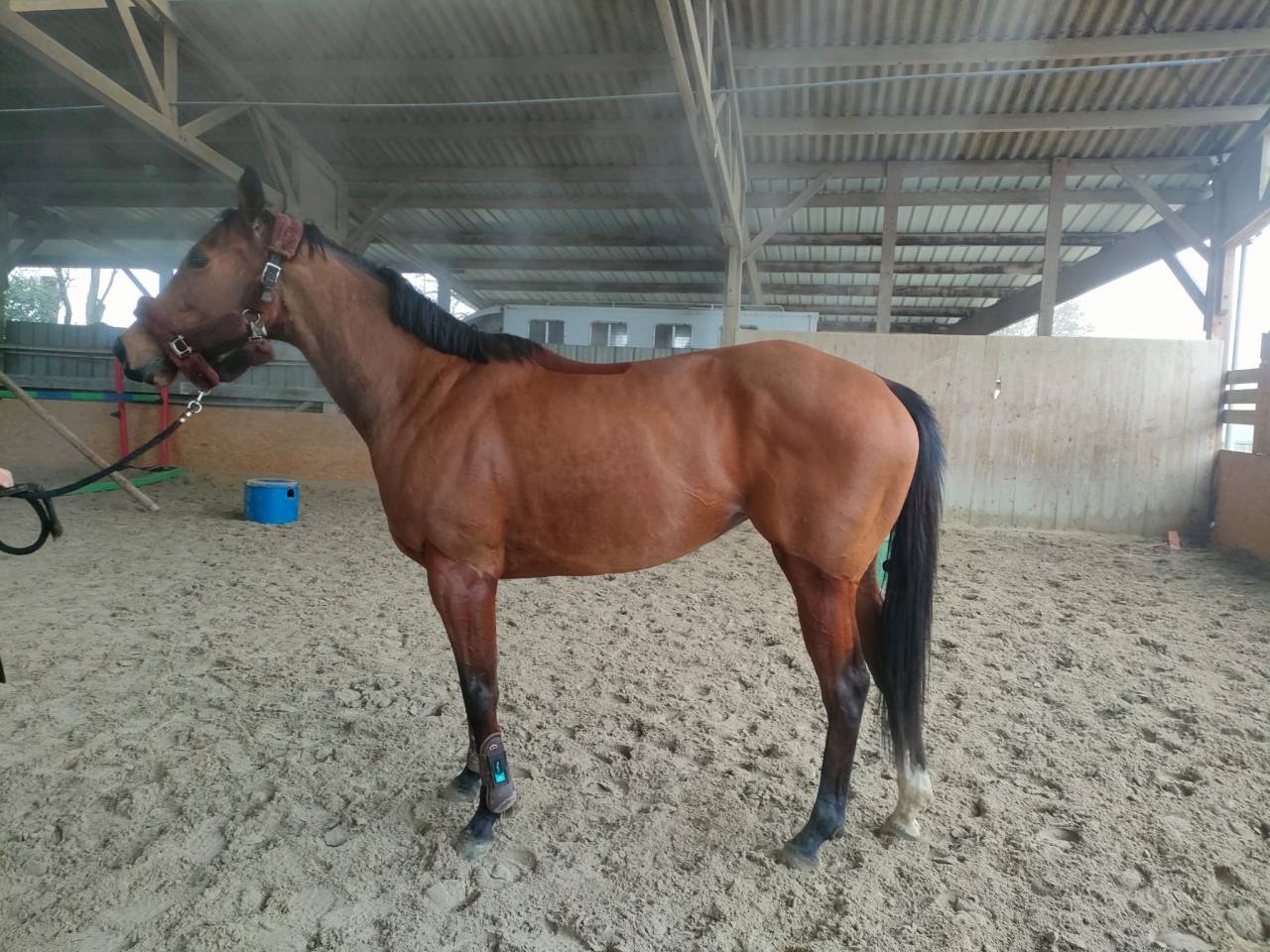 Vends poulinière pleine