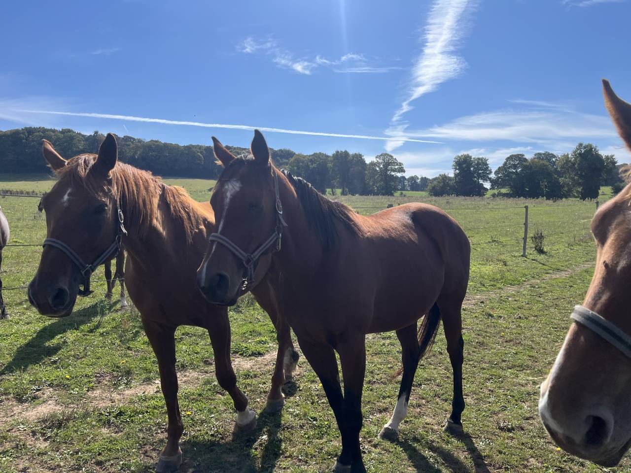 Vends poulinière pleine