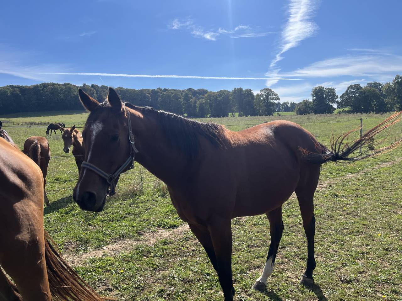 Vends poulinière pleine