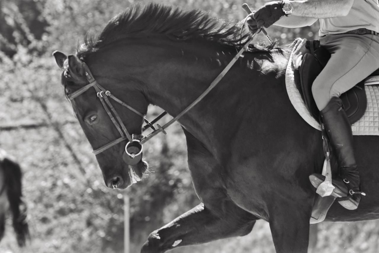 Demi pension cheval de sport