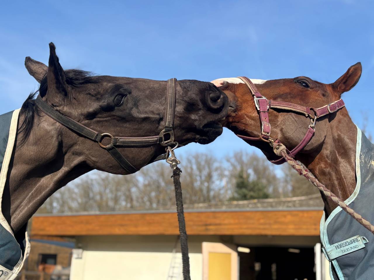 Demi pension cheval de sport