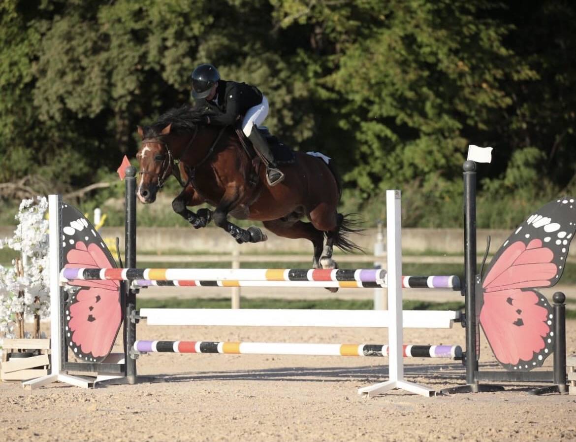Poney D étalon à louer 