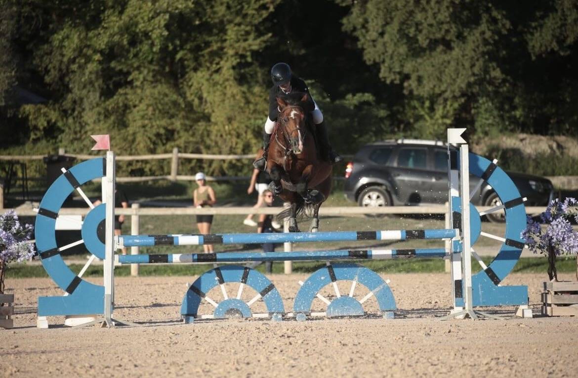 Poney D étalon à louer 