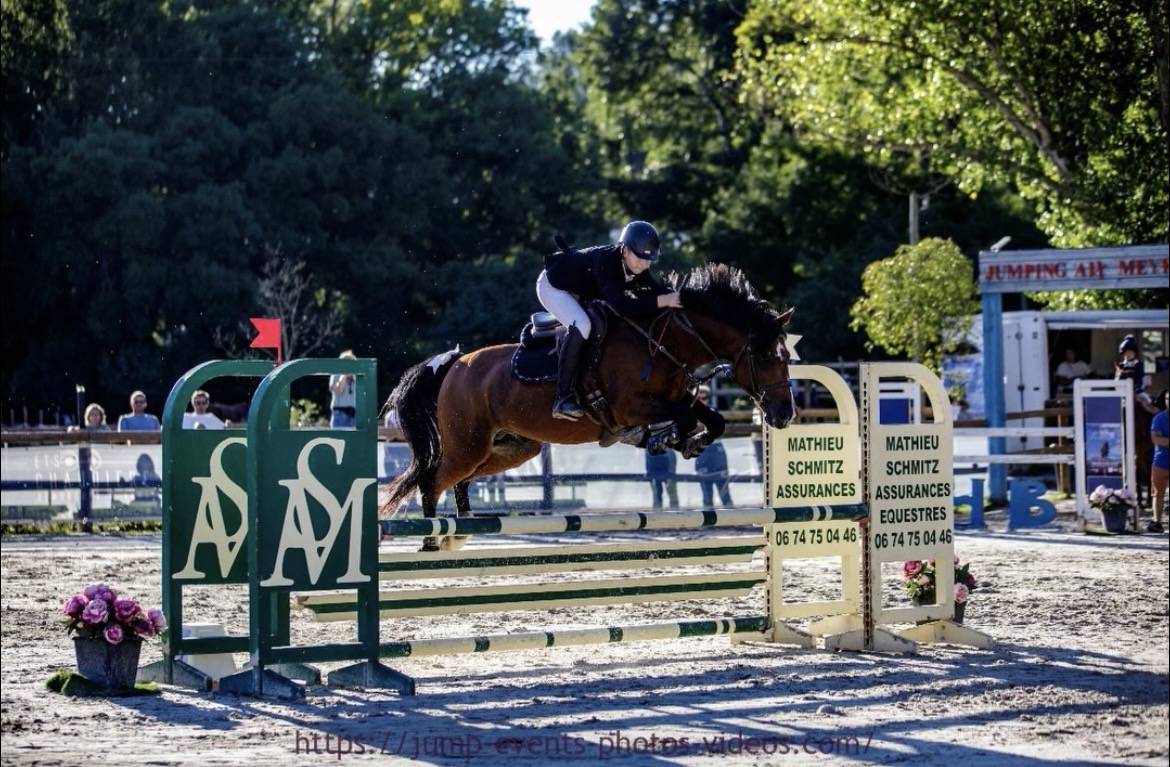 Poney D étalon à louer 