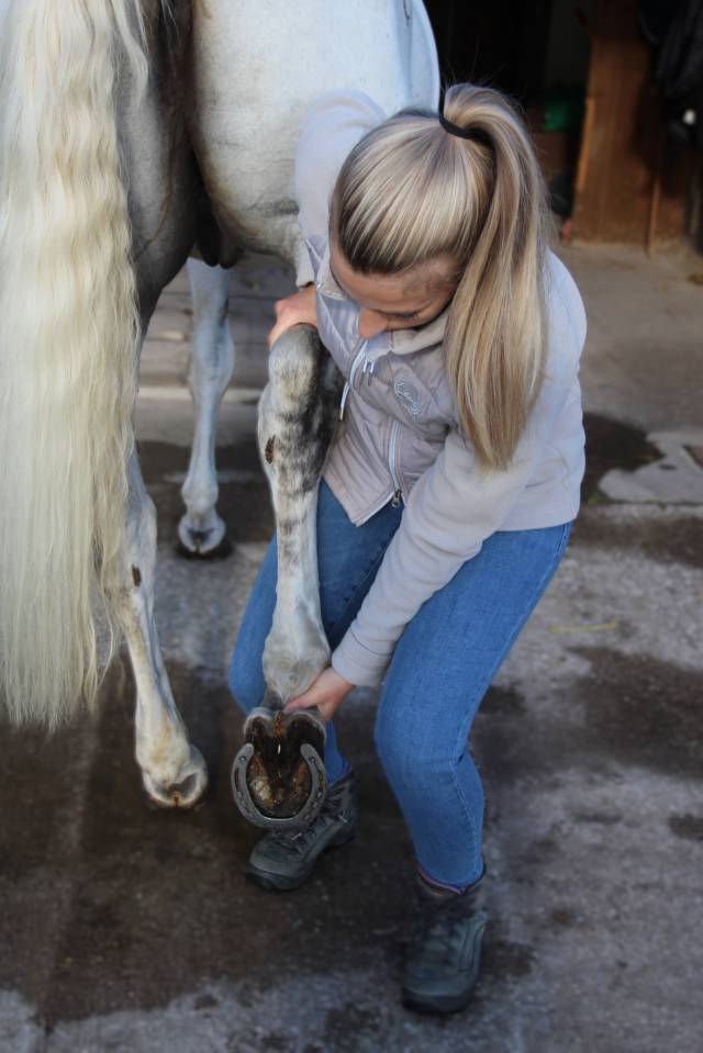 Massage équin et bien-être Lorraine et alentours