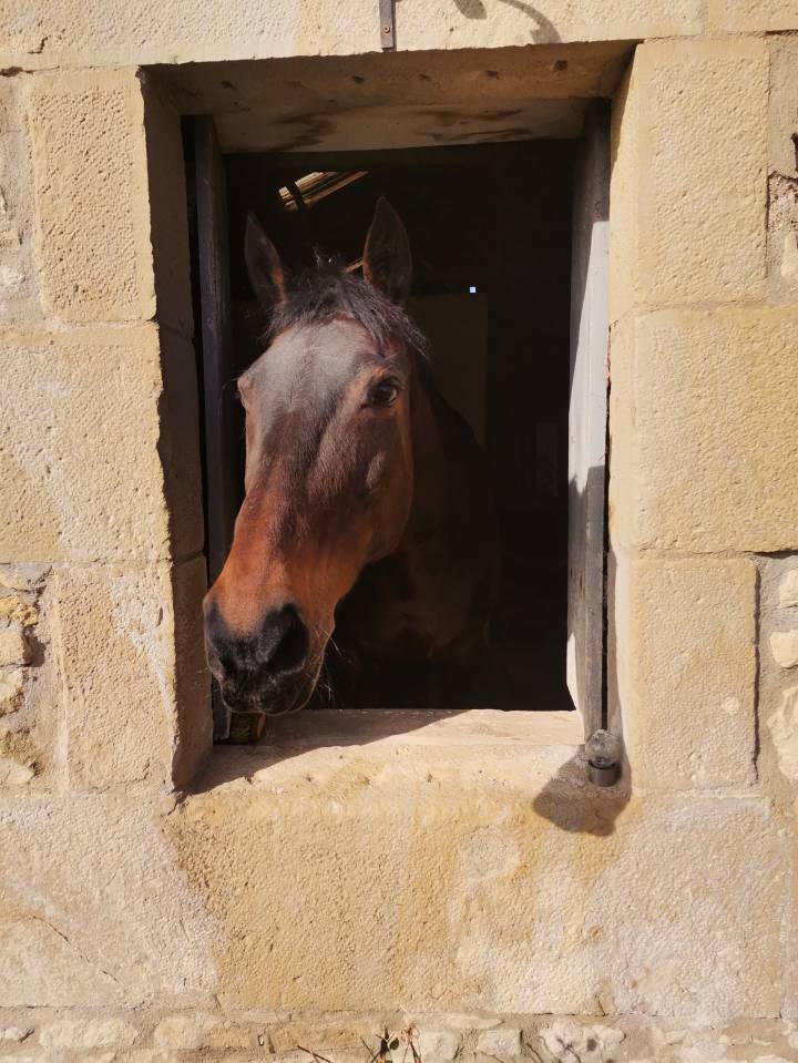Belle Jument 