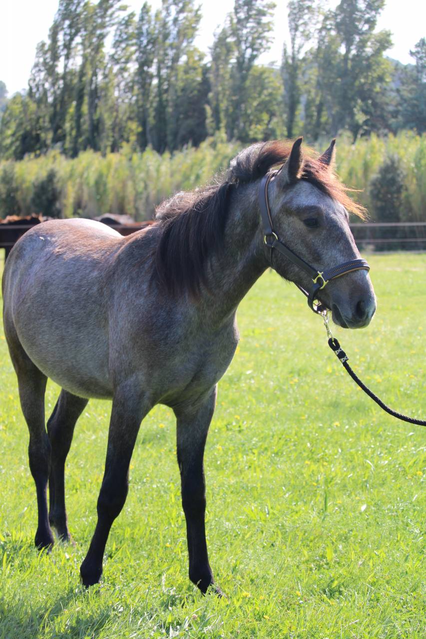 POULAIN CONNEMARA 2 ANS EN 2026