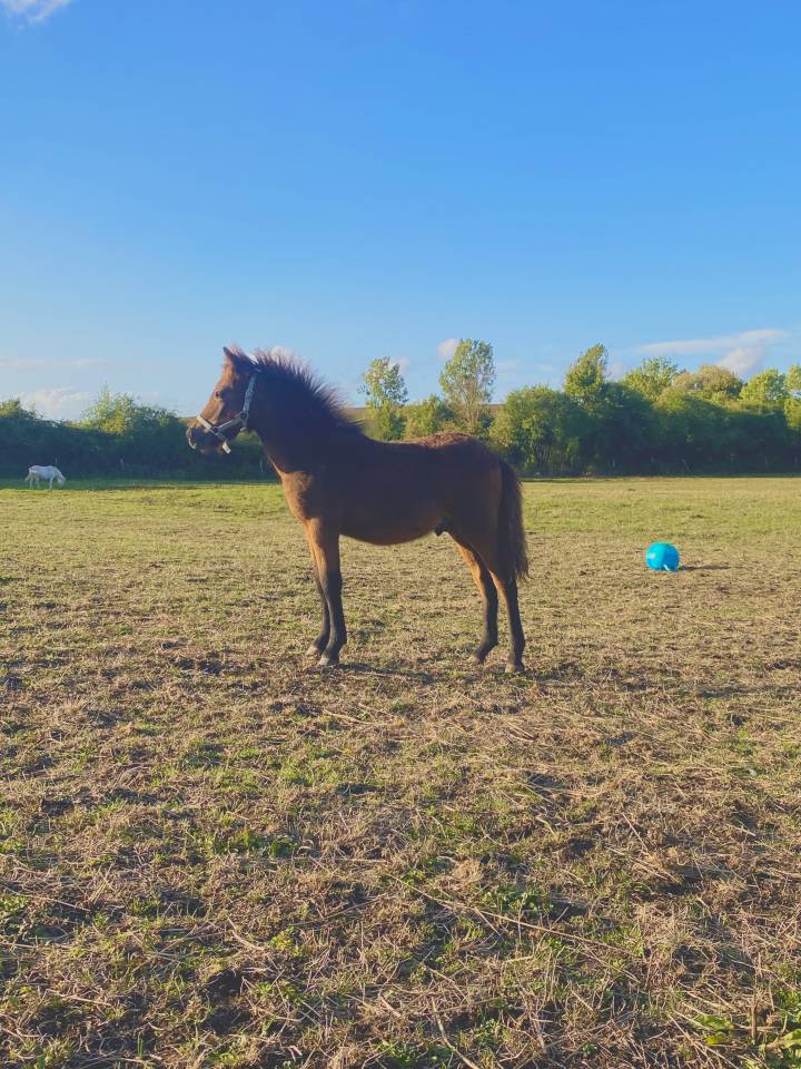 Poney OC taille B 