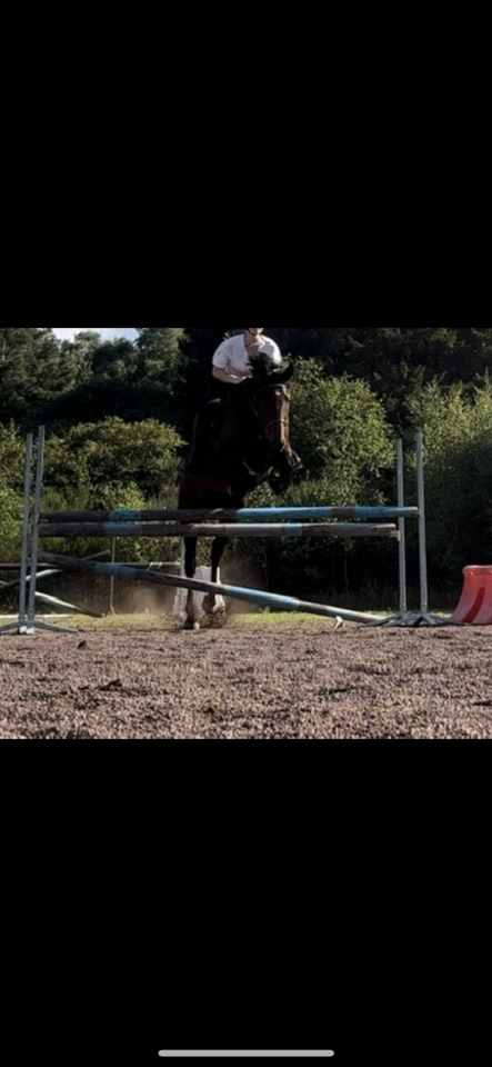 Jument 9ans à vendre 