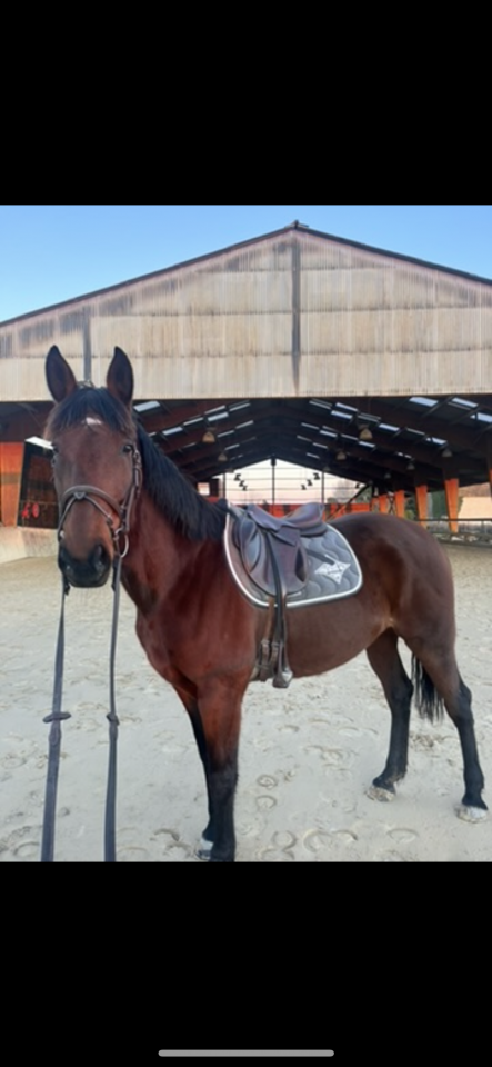 Jument 9ans à vendre 