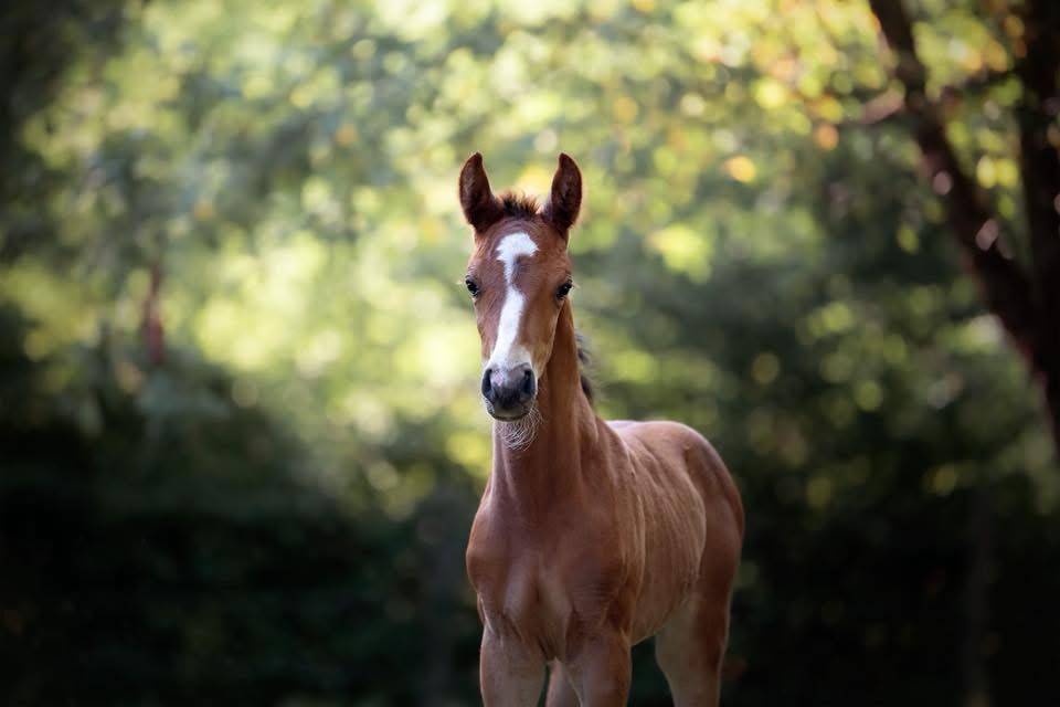Poney français de selle 