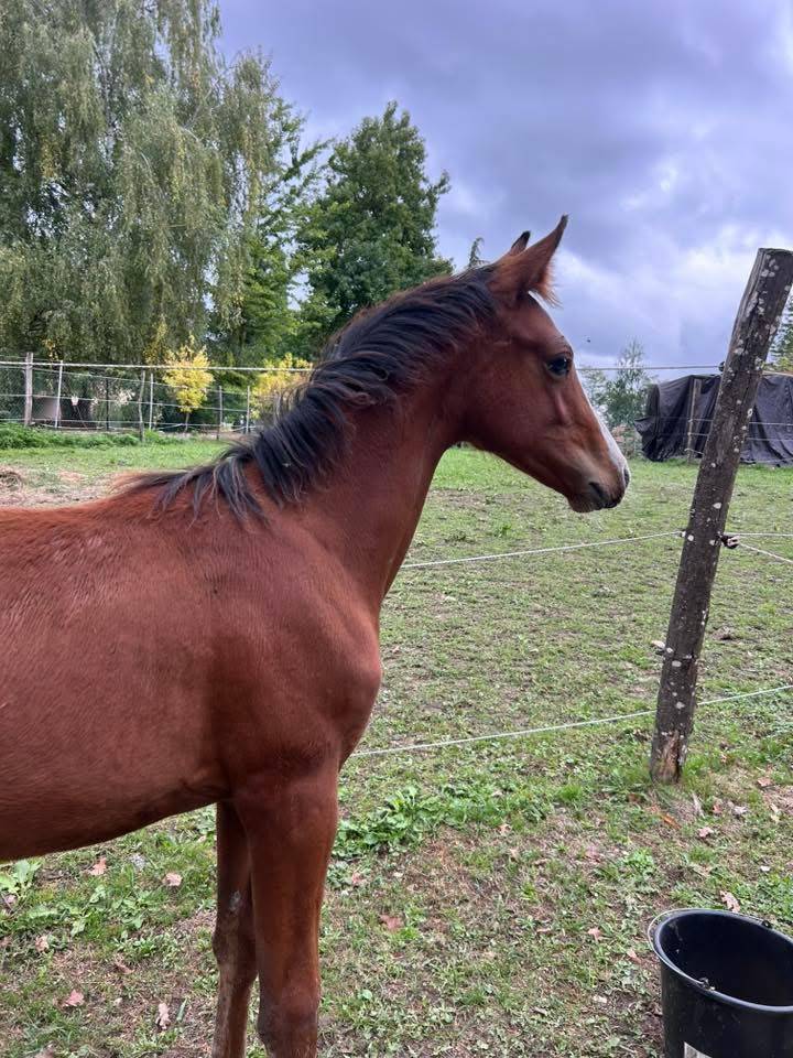 Poney français de selle 