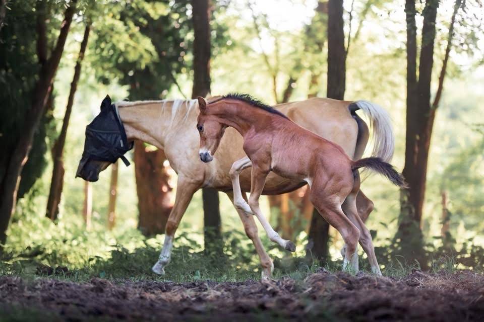 Poney français de selle 