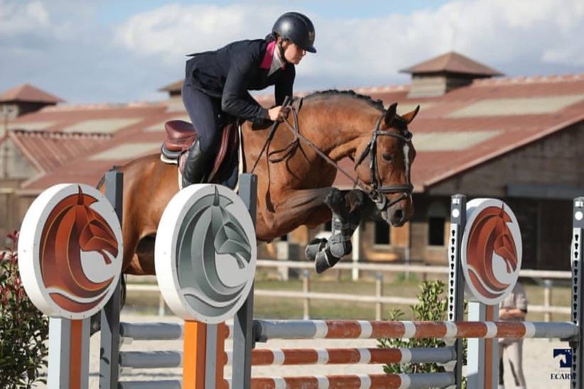 Poney français de selle 