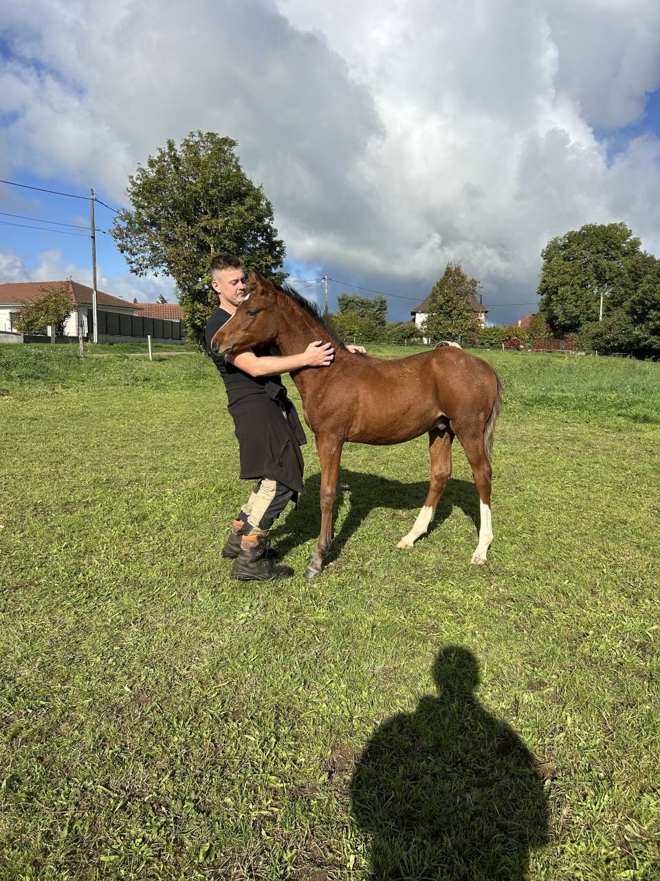 Poney français de selle 