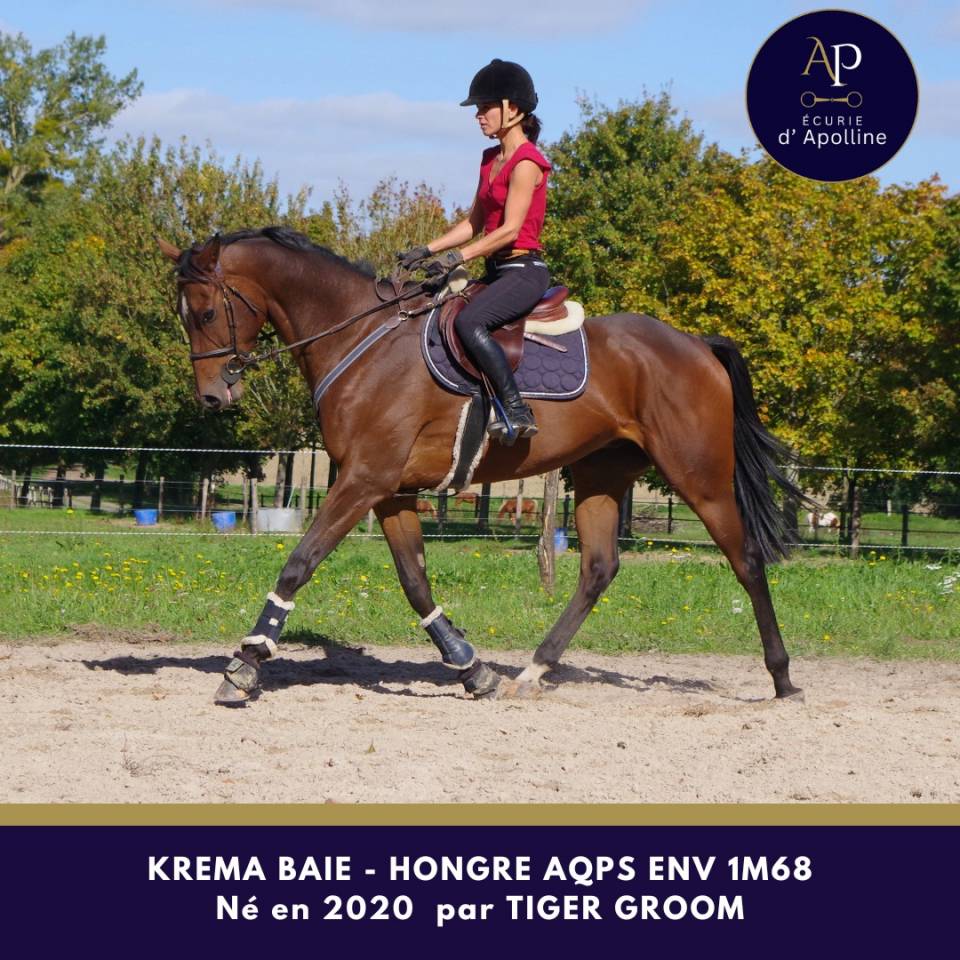 AQPS 5 ans env 1m68 top cheval
