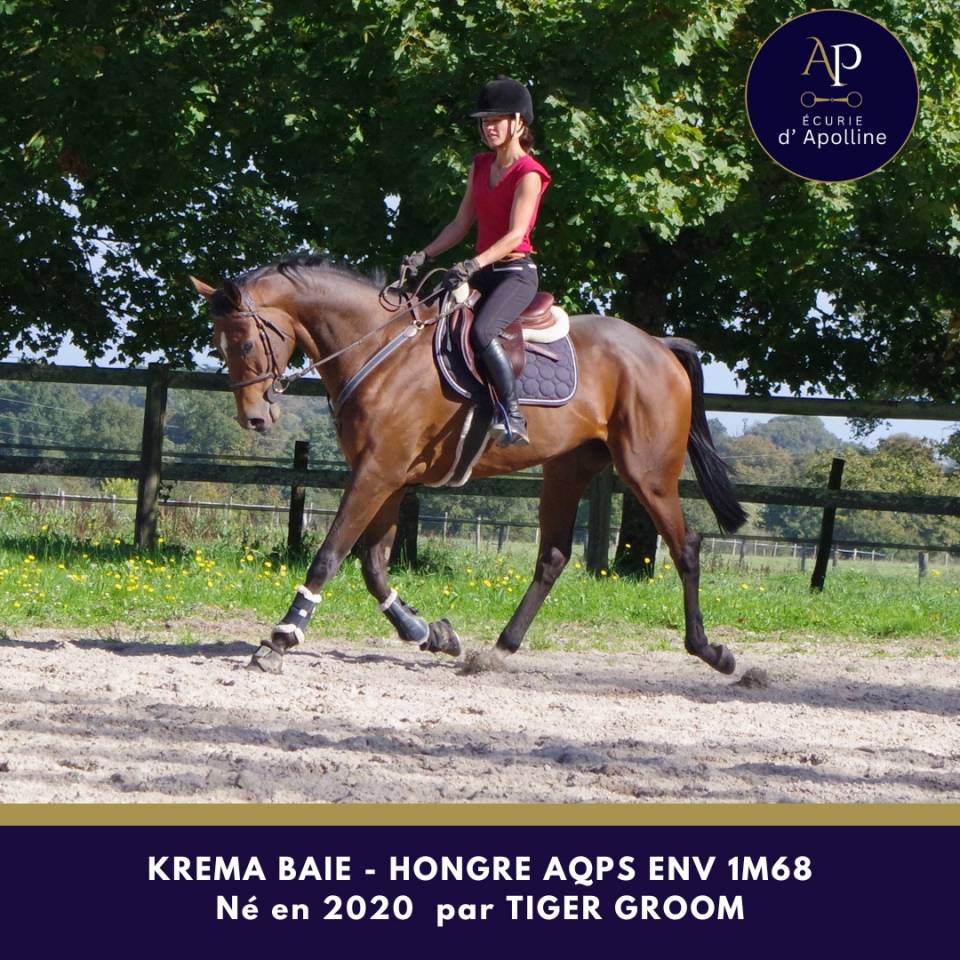 AQPS 5 ans env 1m68 top cheval