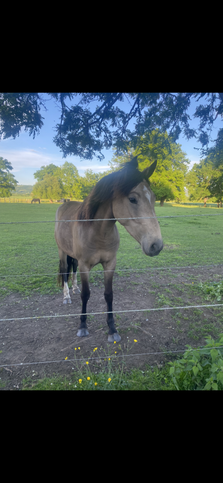 Magic Poney de 3 ans 