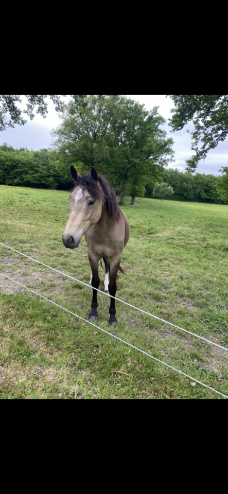 Magic Poney de 3 ans 