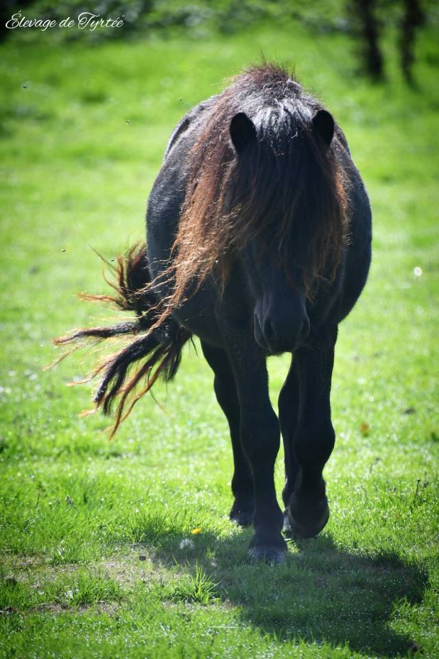 Super hongre shetland pp 