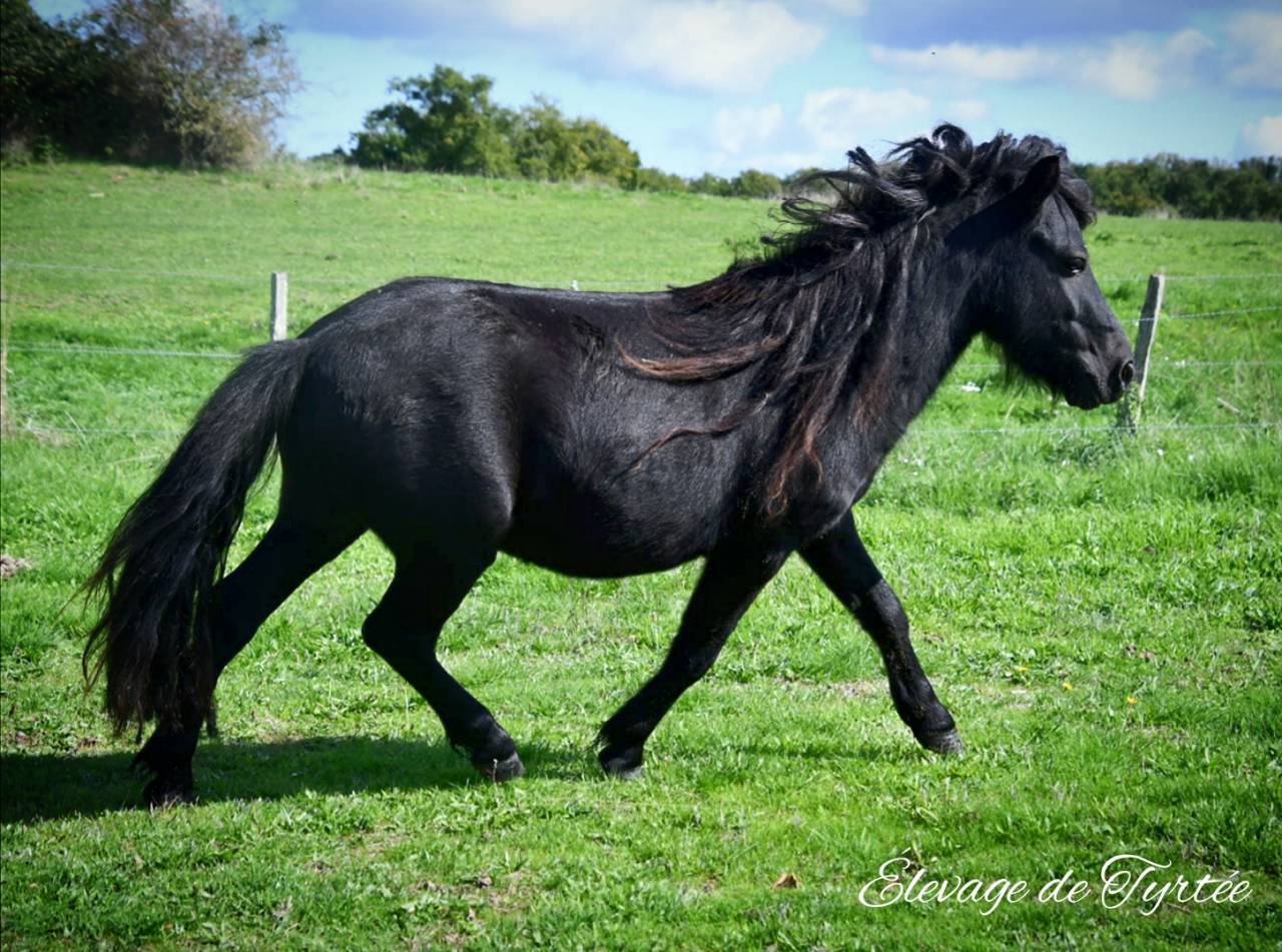 Super hongre shetland pp 