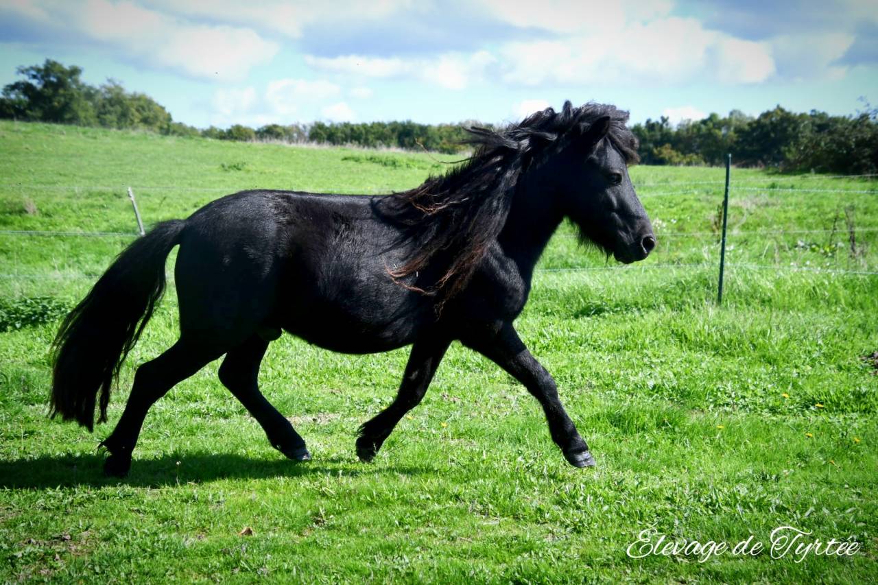 Super hongre shetland pp 