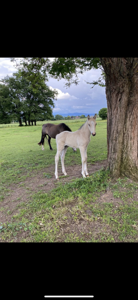 Only Poney mâle de 1 an