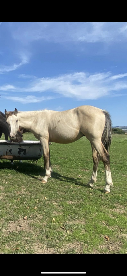 Only Poney mâle de 1 an