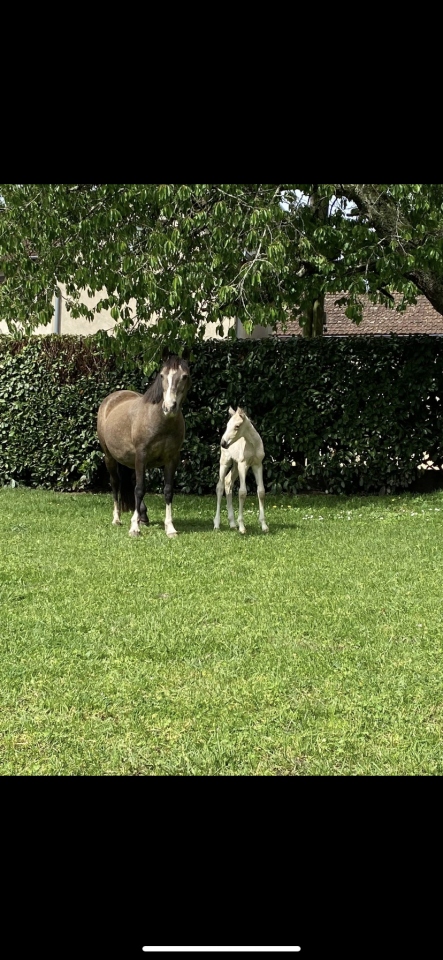 Only Poney mâle de 1 an